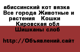 абиссинский кот вязка - Все города Животные и растения » Кошки   . Кировская обл.,Шишканы слоб.